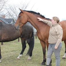 Dansk Varmblod Salter tranebo