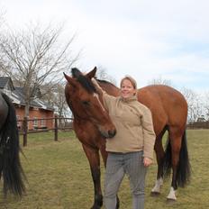 Dansk Varmblod Salter tranebo