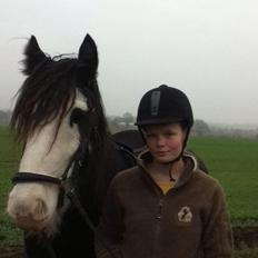 Irish Cob Næbbets Baldrian