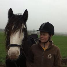 Irish Cob Næbbets Baldrian