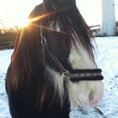 Irish Cob Næbbets Baldrian