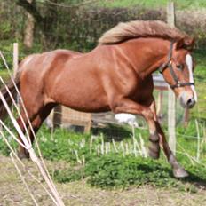 New Forest Flicka! <3