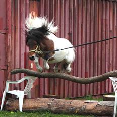 Shetlænder Incredible Dark Design (Indi)