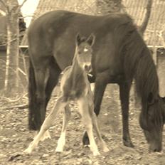 Anden særlig race Valliang R