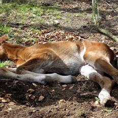 Anden særlig race Valliang R