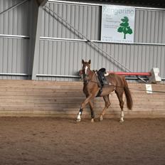 Dansk Varmblod Aysia e