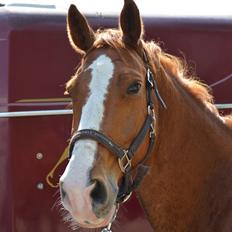 Dansk Varmblod Lester Estelle