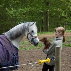 Welsh Pony (sec B) BJERREGÅRDS SANTOS RIP †