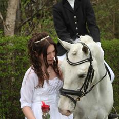 Appaloosa Flashy Littel Joe 'Har lånt'