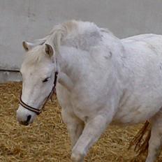 Welsh Pony (sec B) Hårupgård Denise  WB 254 DK Sec.B