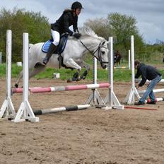 Anden særlig race Pegasus SOLGT