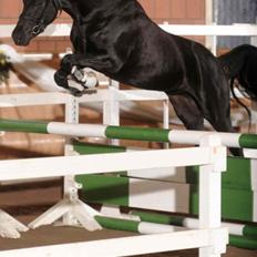 Tysk Sportspony Gematus B