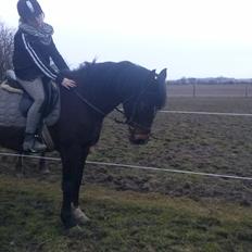 Anden særlig race Chili