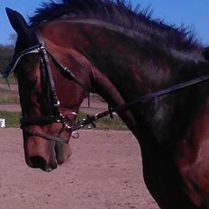 Holstener Mailunds Calua