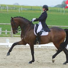 Dansk Varmblod Rollo - A hest