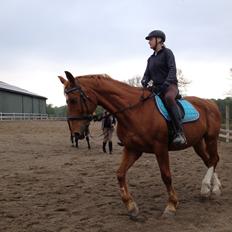 Dansk Varmblod Foxtrot