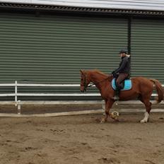 Dansk Varmblod Foxtrot