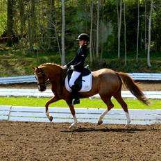 Welsh Pony (sec B) *Saffira Stal Bruggeweerd* A-Pony* Solgt :-'(