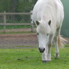 Islænder Áning Fra Fjalli.