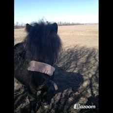 Shetlænder Rikke!<3