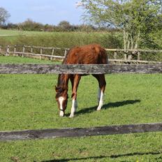 Dansk Varmblod Imhoff's Foxy Lady †23.05.2013†