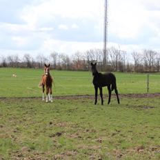 Dansk Varmblod Imhoff's Foxy Lady †23.05.2013†