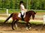 Trakehner Philippa