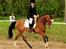 Trakehner Philippa