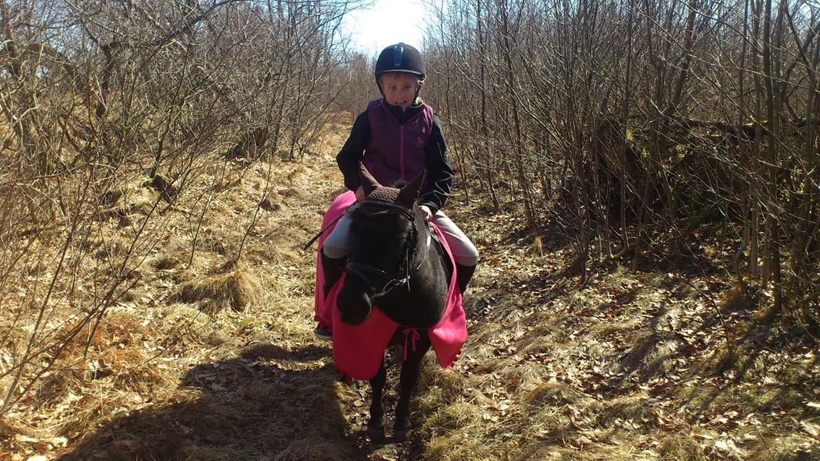 Shetlænder Madelien Af Hola(solgt) - Første gang i rideskole skoven. ;) billede 4