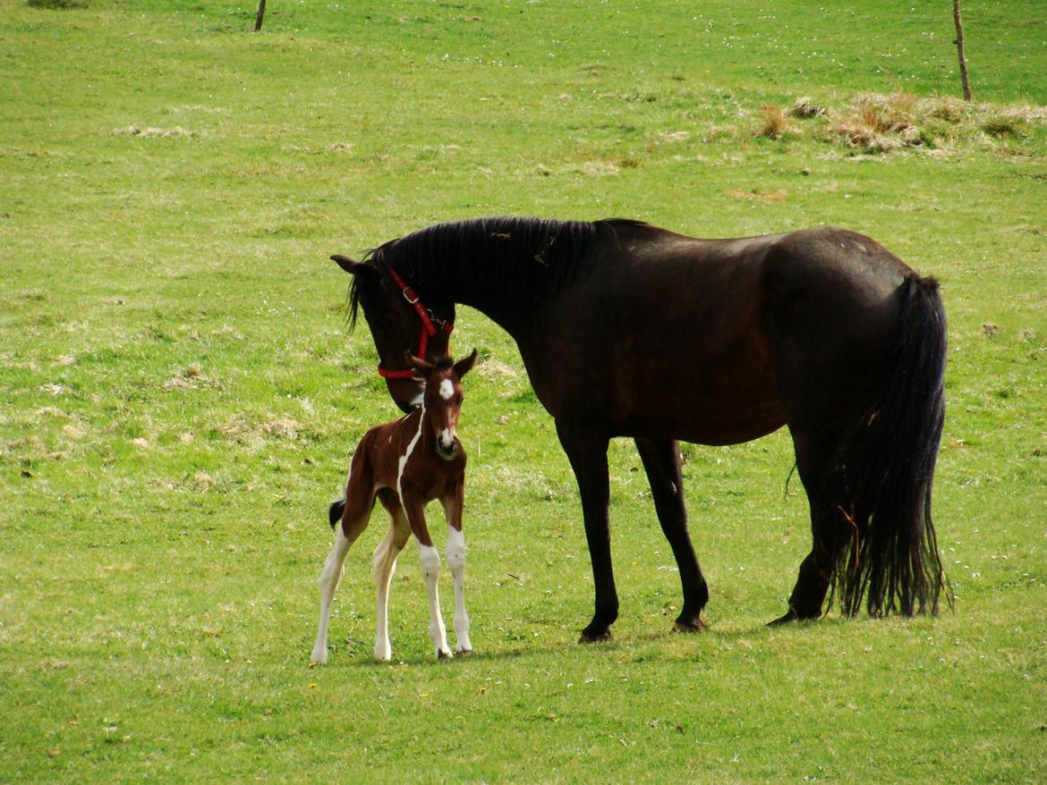 Pinto Gaasdal´s Spotlight billede 13