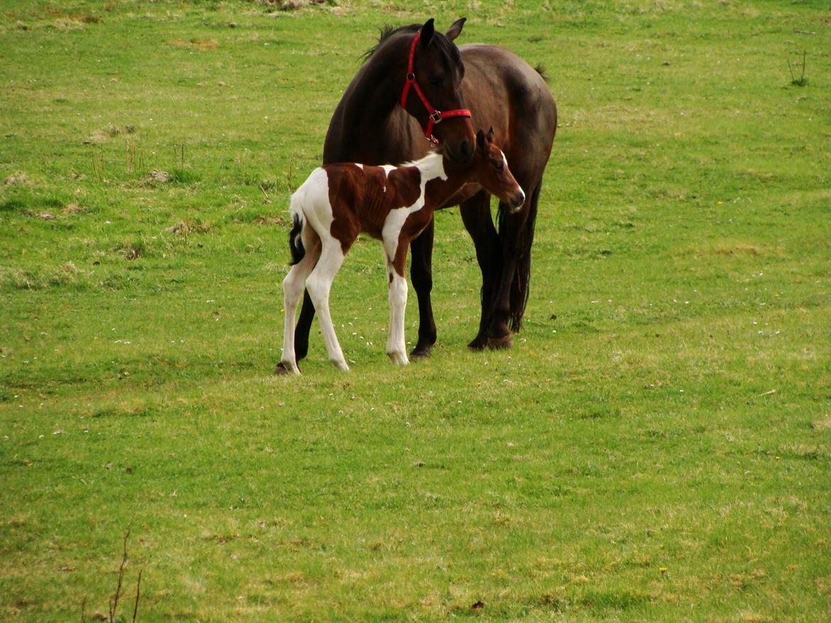 Pinto Gaasdal´s Spotlight billede 14