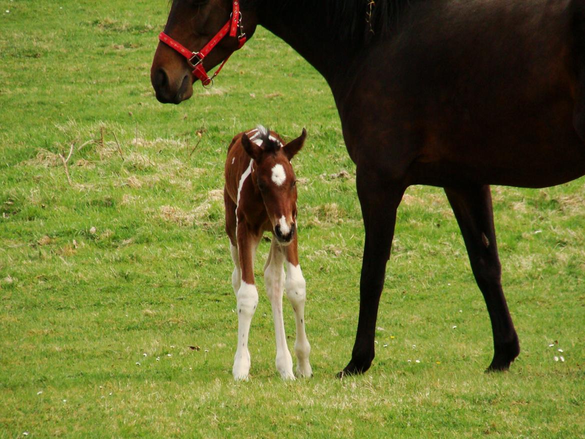 Pinto Gaasdal´s Spotlight billede 15