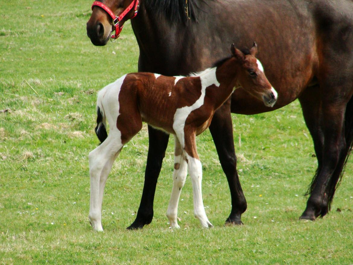 Pinto Gaasdal´s Spotlight billede 16