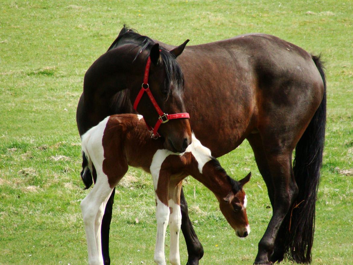 Pinto Gaasdal´s Spotlight billede 12