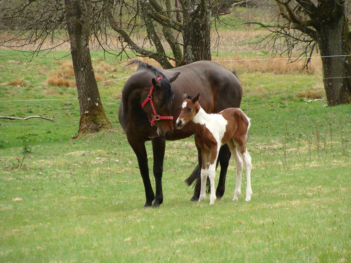 Pinto Gaasdal´s Spotlight billede 17