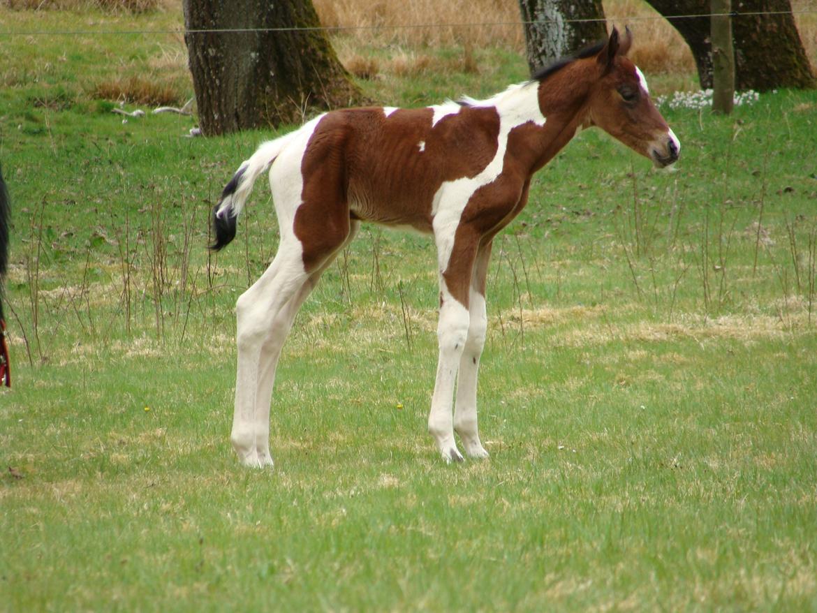 Pinto Gaasdal´s Spotlight billede 18