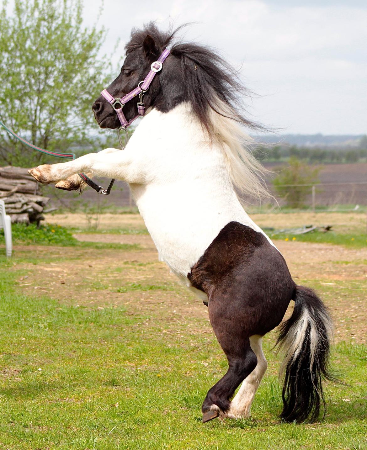 Miniature Magic Flash Back - 6 år billede 28