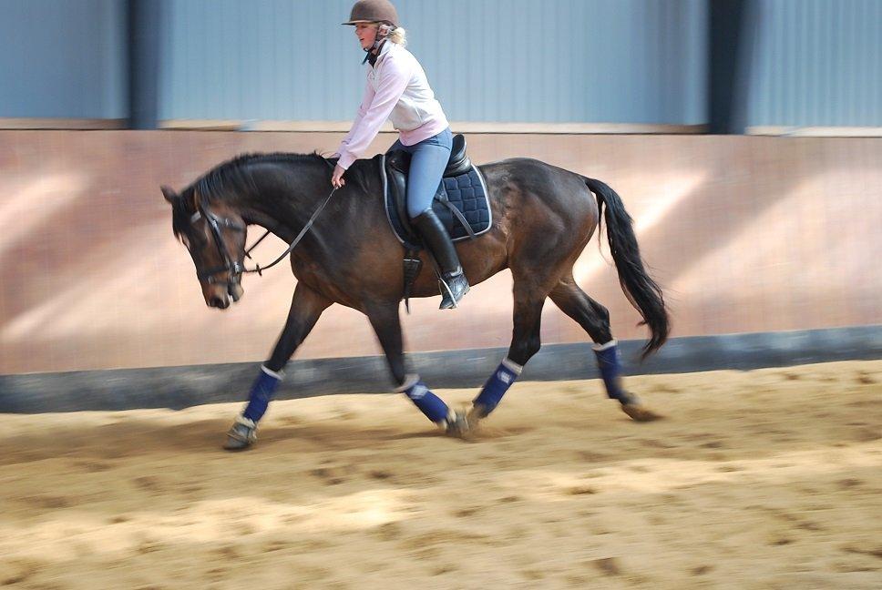 Trakehner Rødhøjs Chopstar billede 20