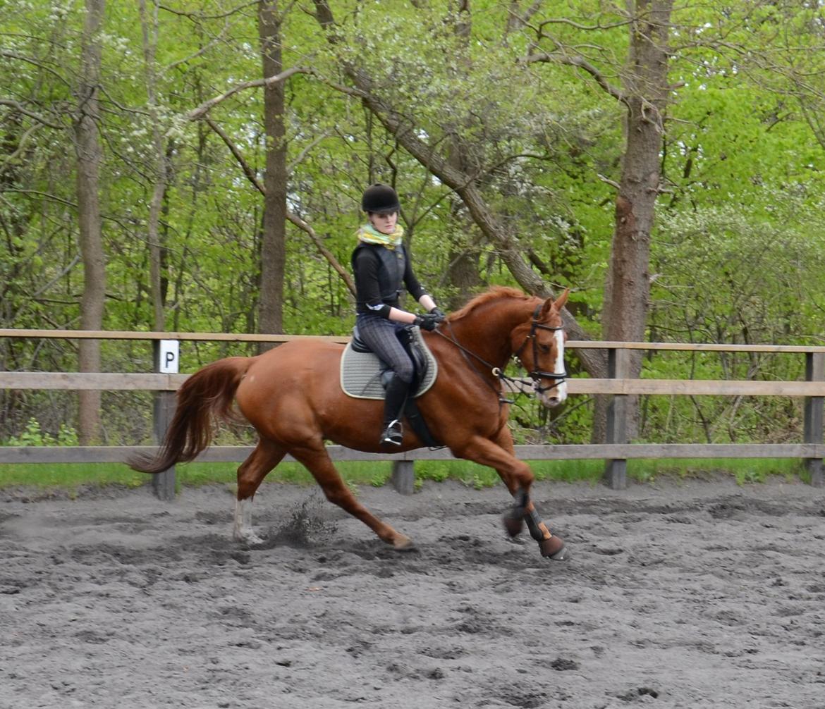 Dansk Varmblod Lester Estelle - Springtræning. Maj 13. billede 8