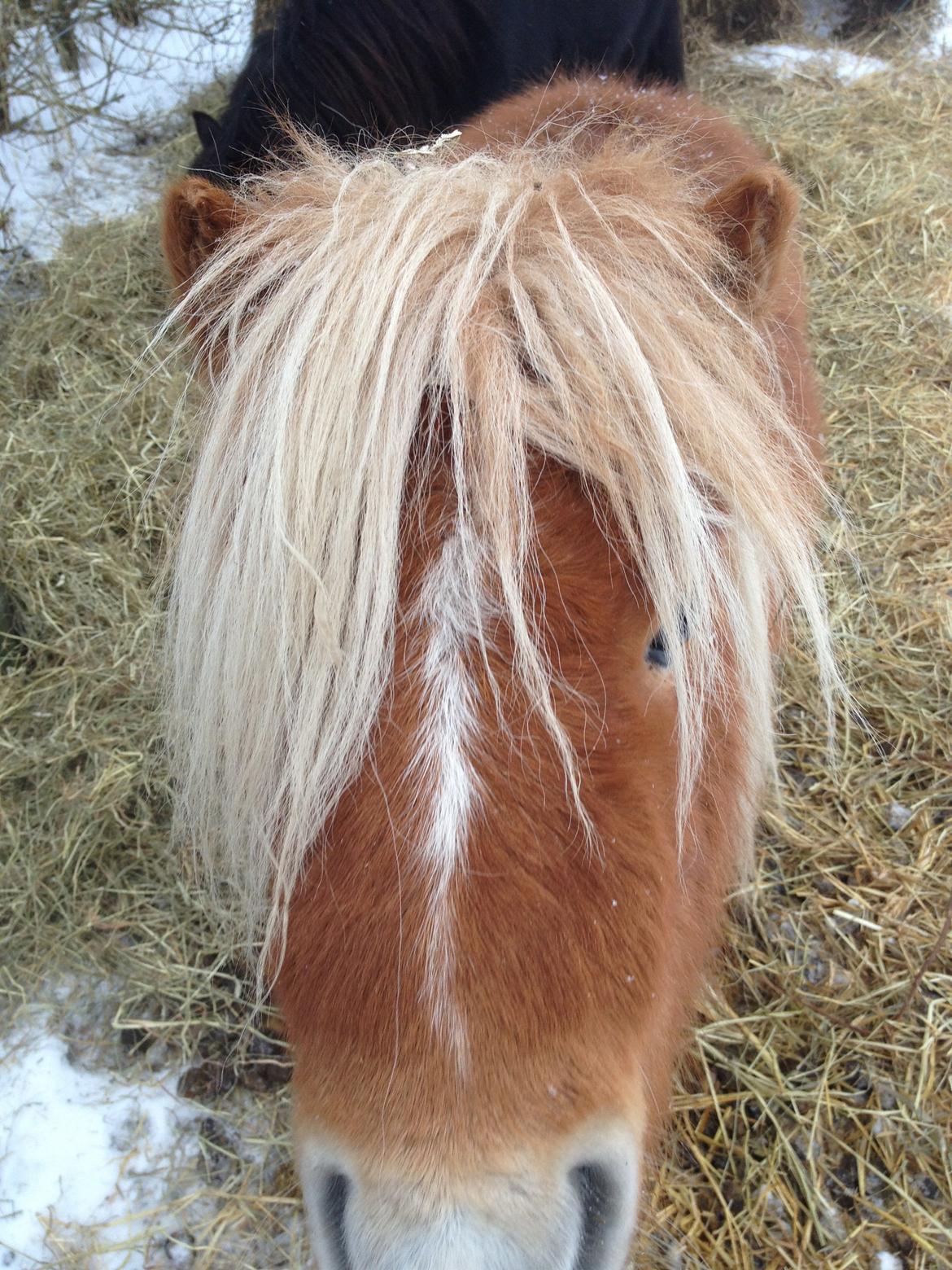 Miniature Gustav billede 16