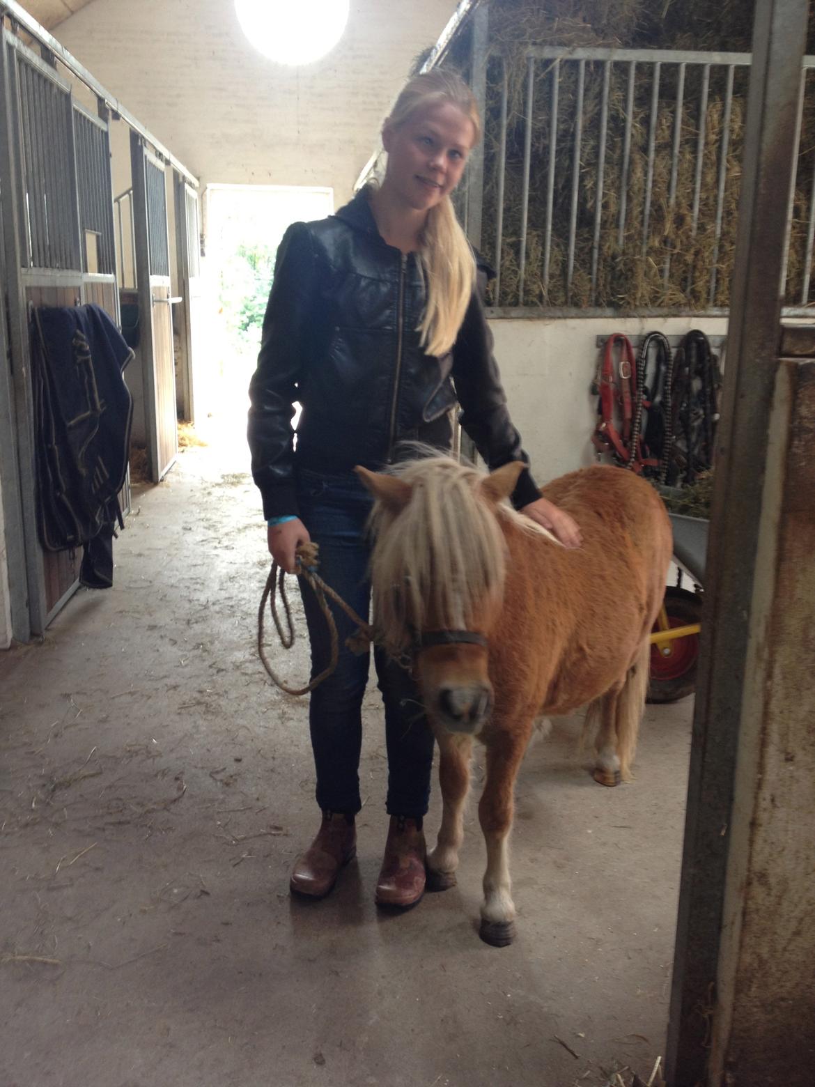 Miniature Gustav - den lykkelige ejer, den dag guffe blev min ! billede 18