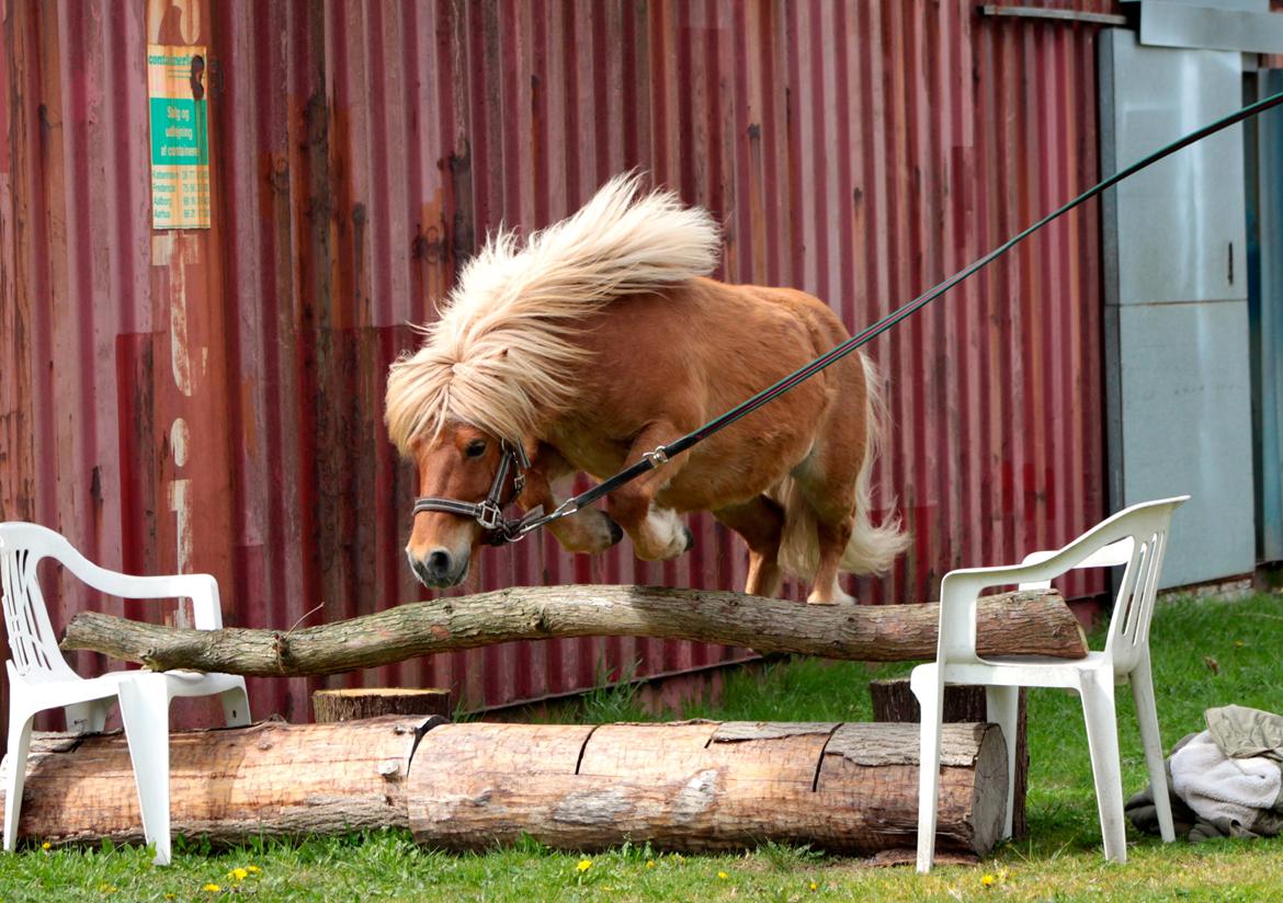 Shetlænder Victor - Lille springtalent 10 Maj 2013. billede 20