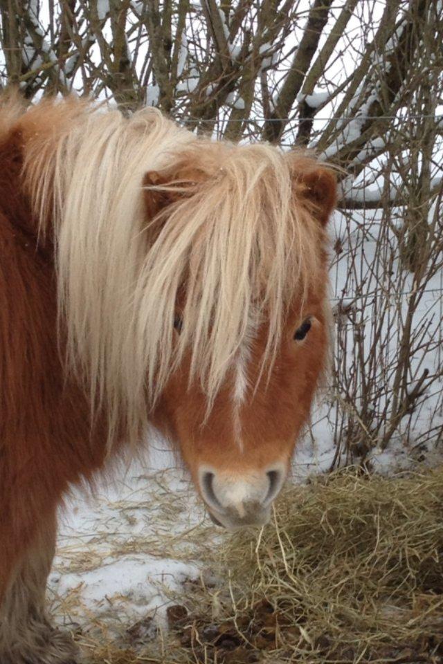 Miniature Gustav billede 19