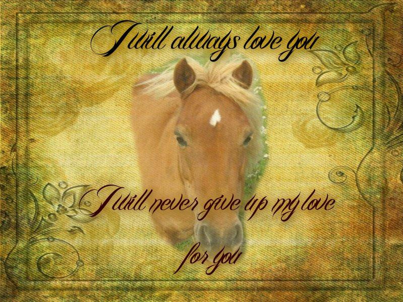 Shetlænder Flicka *Solgt - <3 billede 14