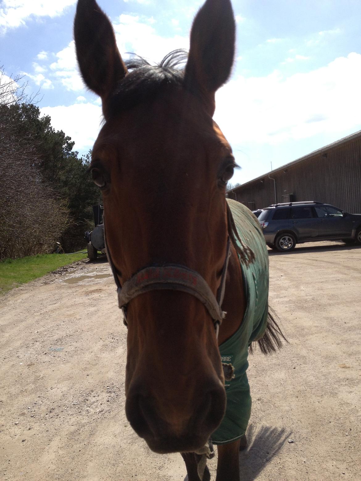 Anden særlig race Ricki billede 1