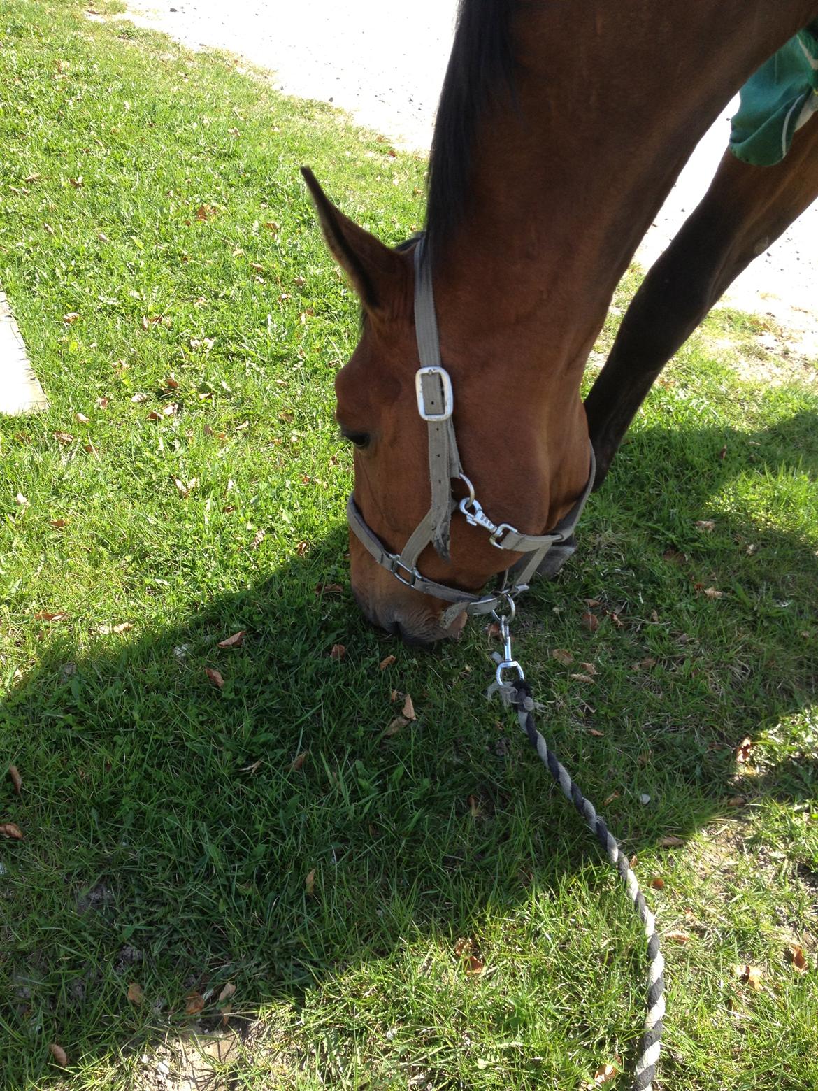 Anden særlig race Ricki billede 2