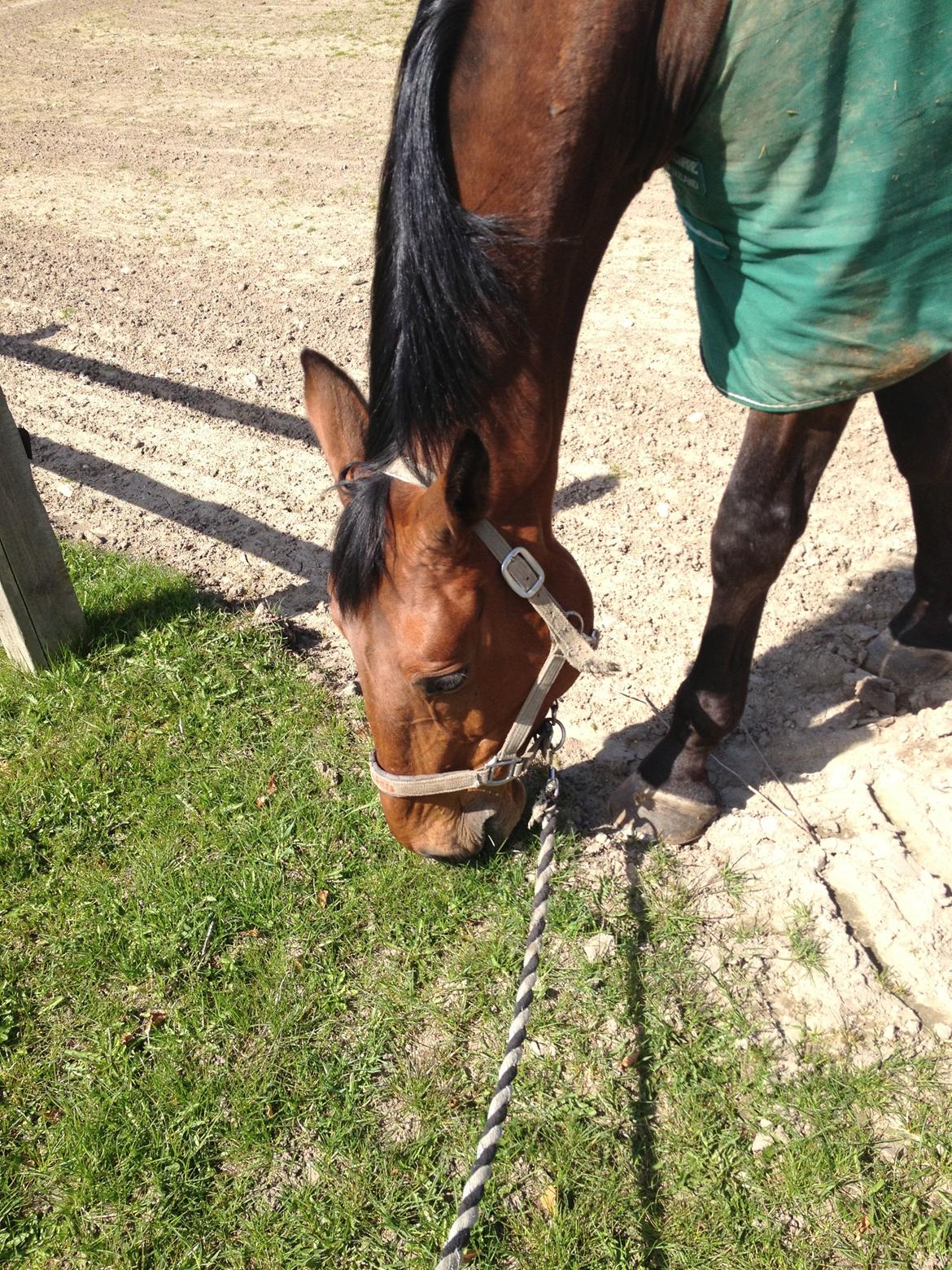Anden særlig race Ricki billede 3