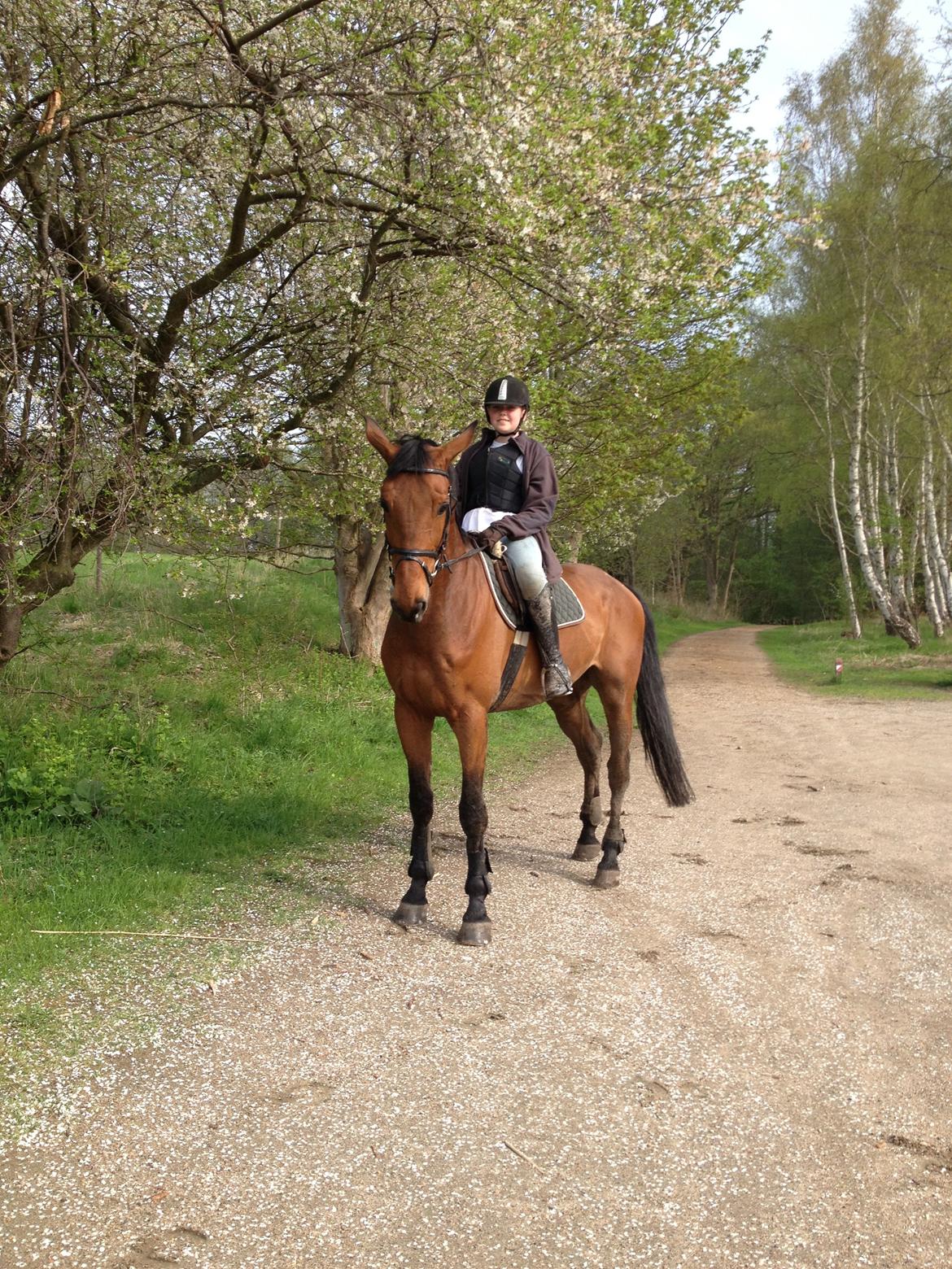 Anden særlig race Ricki billede 4