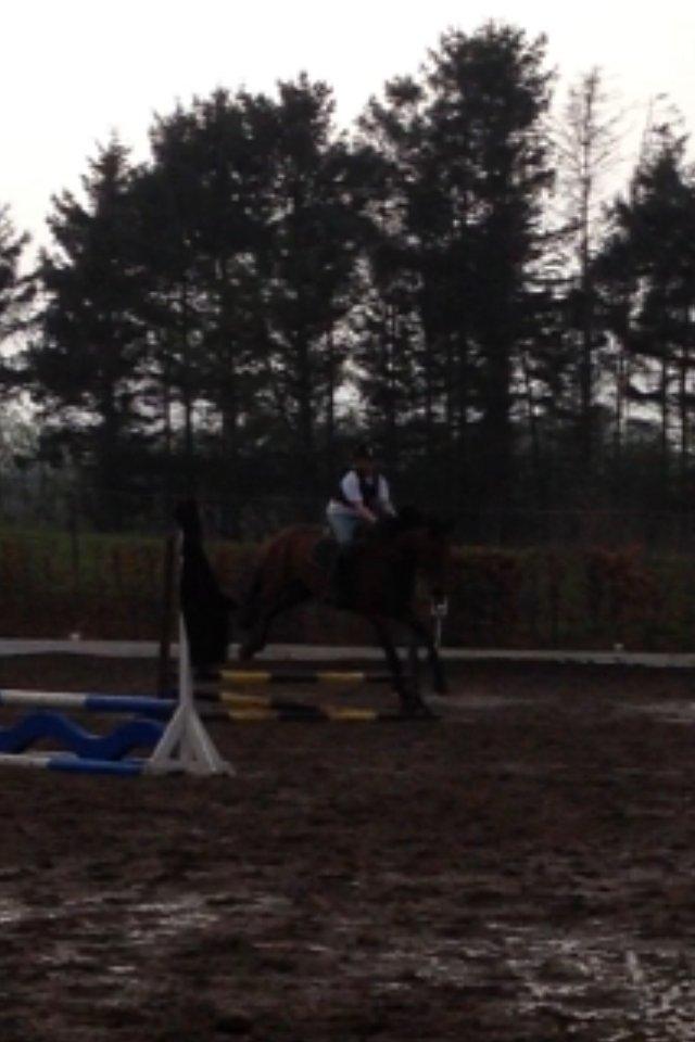 Anden særlig race Ricki billede 7