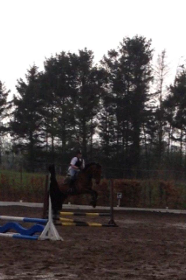 Anden særlig race Ricki billede 8